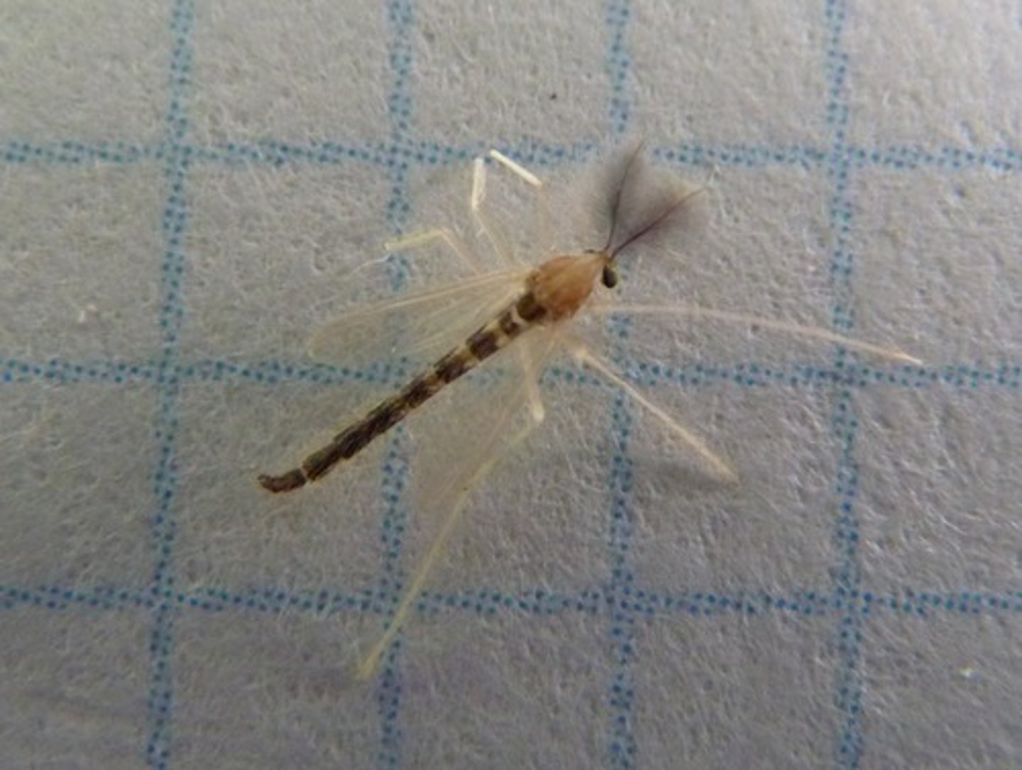 <p>Superficially resemble mosquitoes, no wing scales, no long proboscis (do not bite), hold wings on side at rest, feathery antennae, adults do not feed, emerge in large numbers</p>