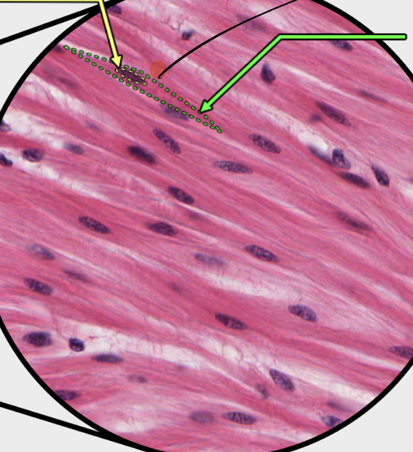 <p>name the indicated structure</p>
