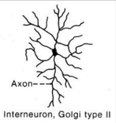 <p>Golgi Type II</p>