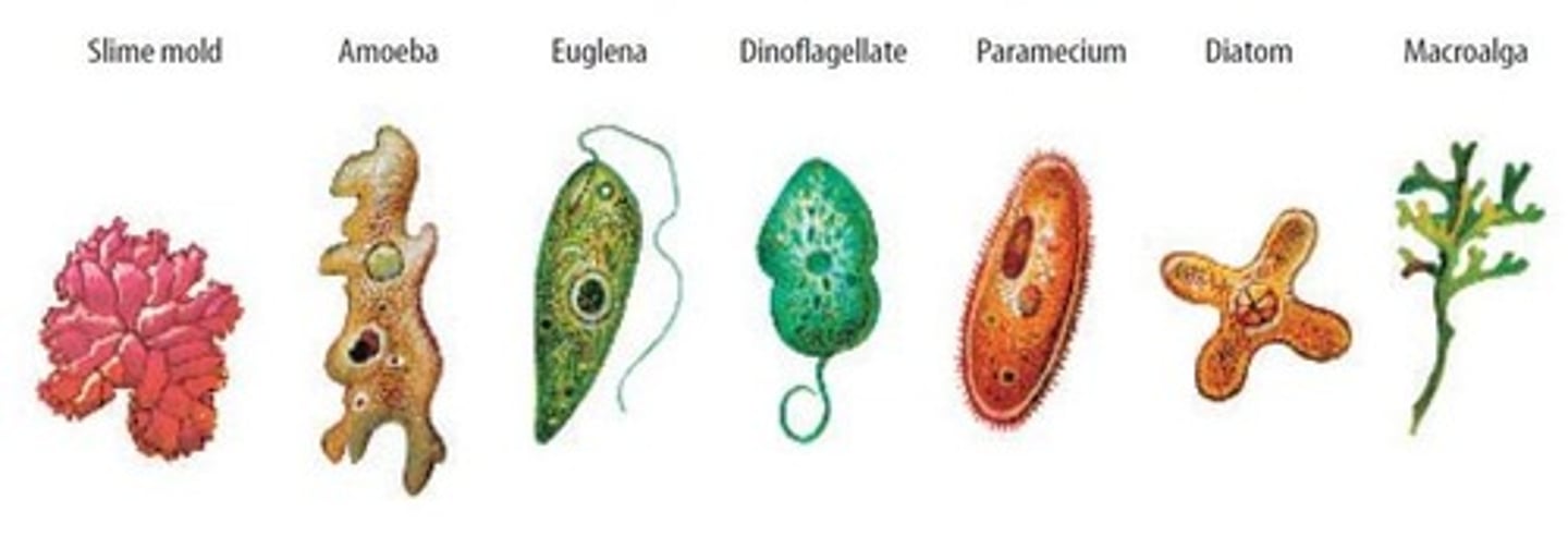 <p>Organisms living on or in hosts, causing harm.</p>