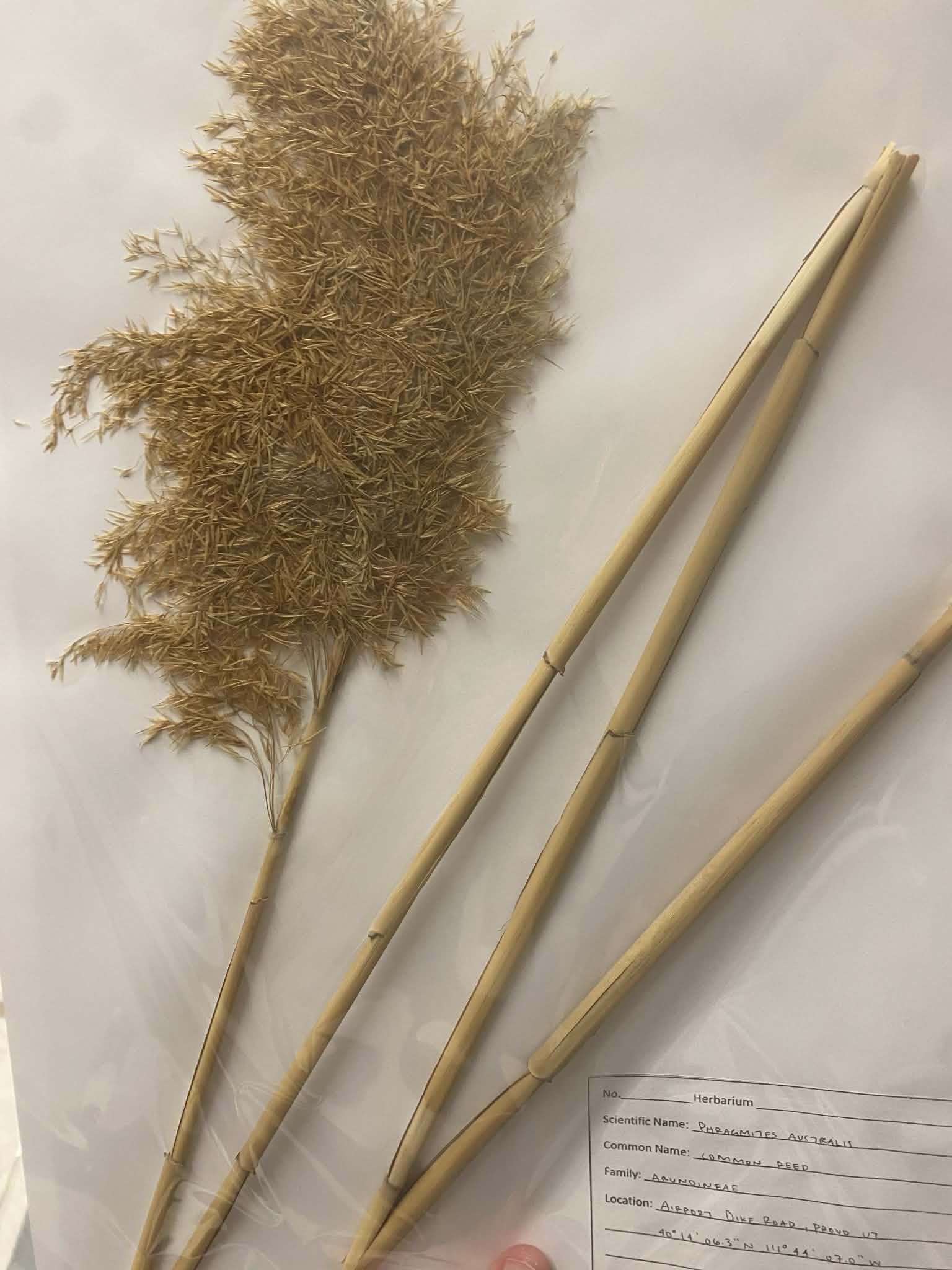 <p>Arundineae, P, I, Phragmites australis, common reed</p>