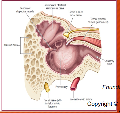 <p>The base and walls of the middle ear space</p>