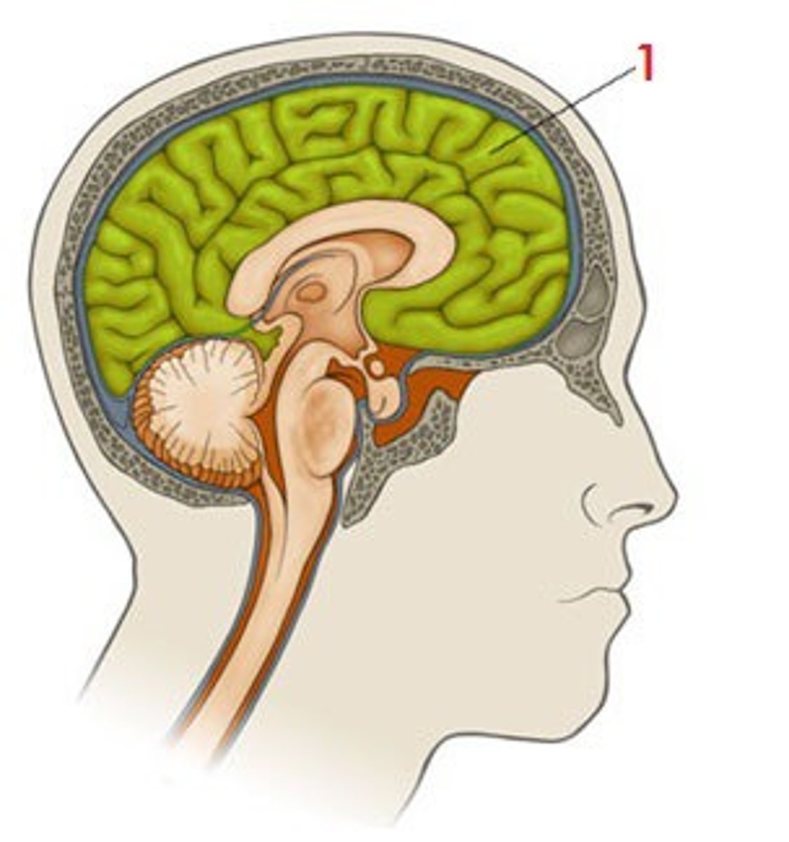 <p>Name of the largest part of the brain</p>