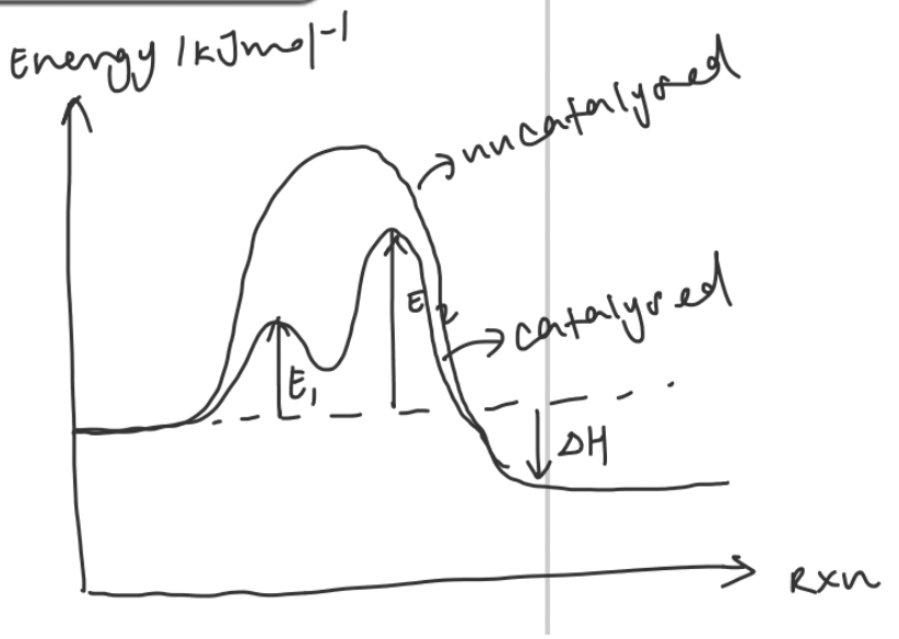 <p>Catalyst and reactants in the same phase</p><p>Two step reaction</p><p></p>