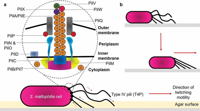 <ul><li><p>Type IV Pili</p><ul><li><p>They provide twitching and gliding motility</p></li><li><p>Act like a grappling hook</p></li></ul></li></ul><p></p>