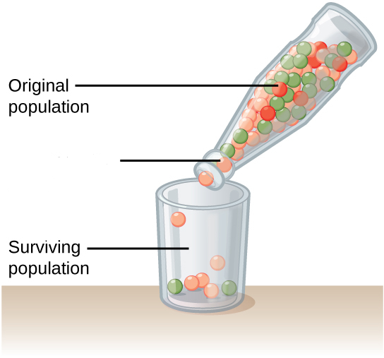 <p>Bottleneck Effect </p>