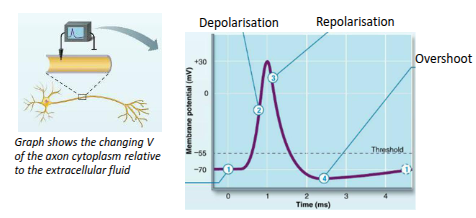 <p>An action potential (also called a nerve impulse, spike or discharge) is a rapid and reversible change in the resting membrane potential. It is an ‘all-or-nothing’ response of fixed amplitude, and neurons transmit information through the frequency and pattern of their action potentials.</p>
