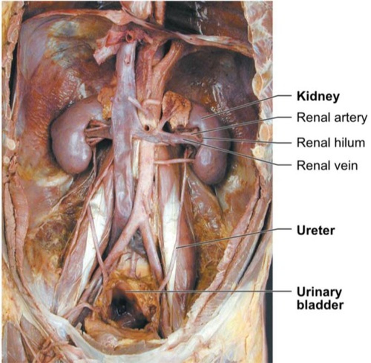 <p>To maintain the body's internal environment by regulating water volume, solute concentration, ion concentrations, acid-base balance, and excreting metabolic wastes.</p>