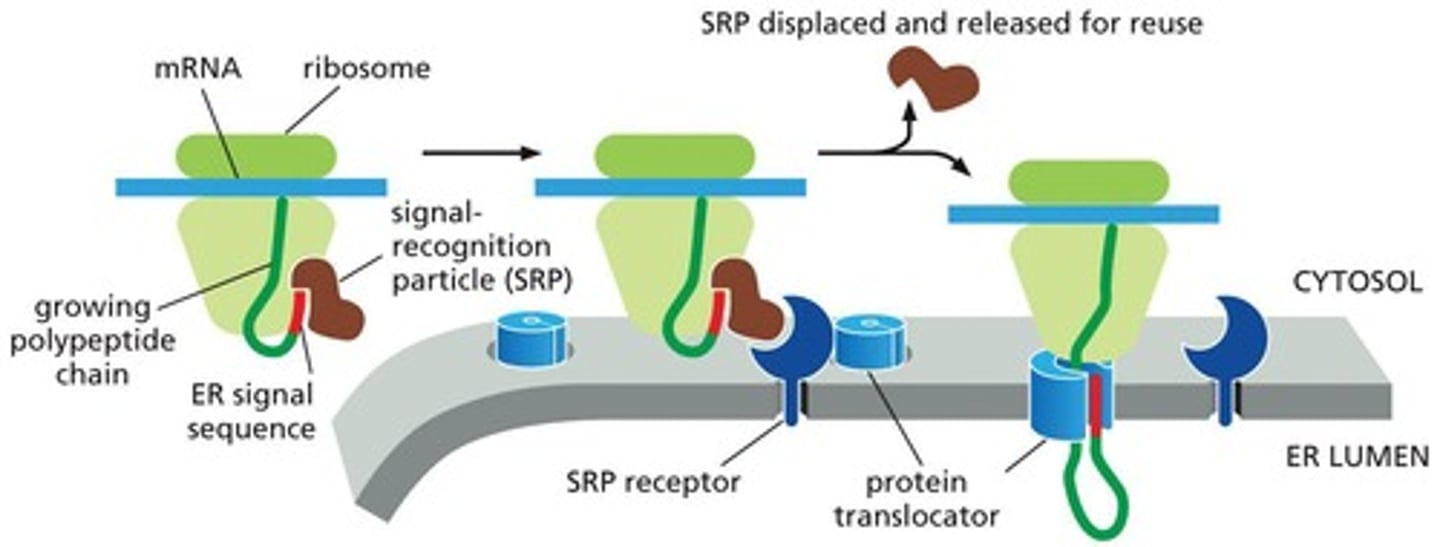 <p>Synthesis of most lipids; synthesis of proteins for distribution to many organelles and to the plasma membrane</p>