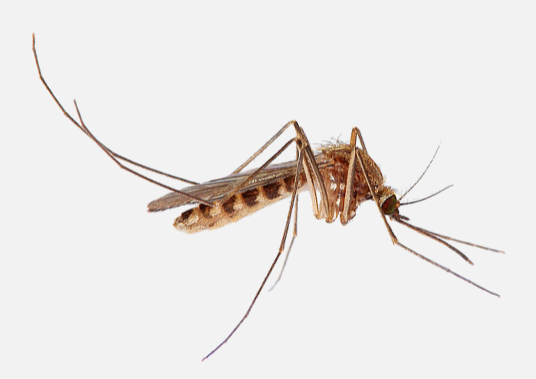 <p>Culicidae (Steekmuggen)</p>