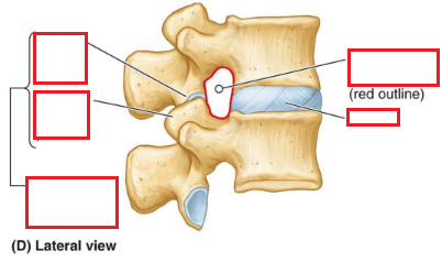 <p>Typical Vertebra</p>