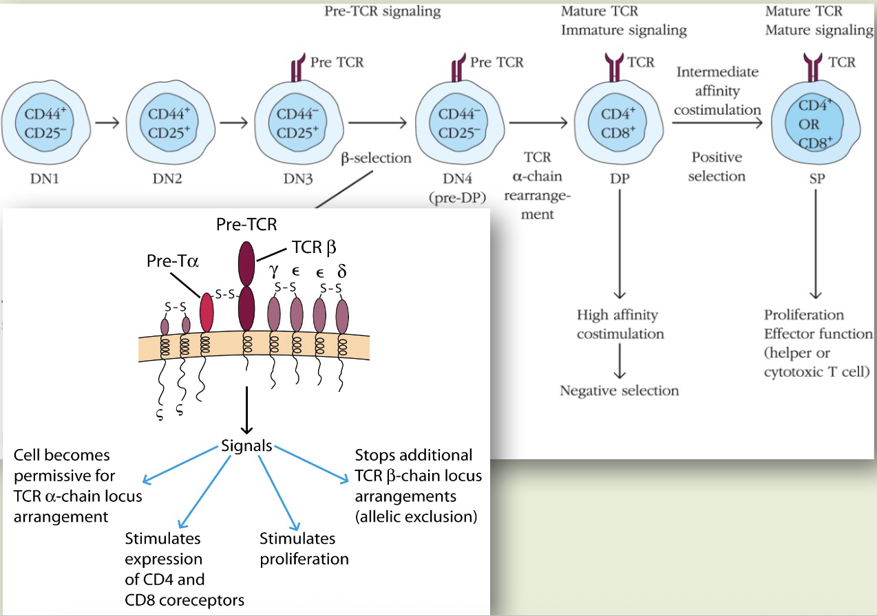 <p>pre-T cell receptors expressed on late DN3 & DN4 thymocytes gives an intracellular signal that leads to rapid proliferation and allelic exclusion of the beta chain</p>