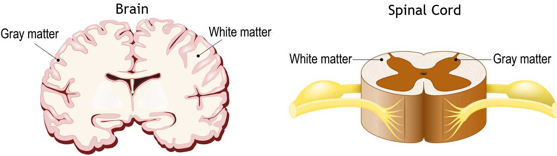 <p>Brain: gray matter is on the outside and white matter in on the inside.</p><p>Spinal Cord: gray matter is on the inside and white matter is on the outside.</p>