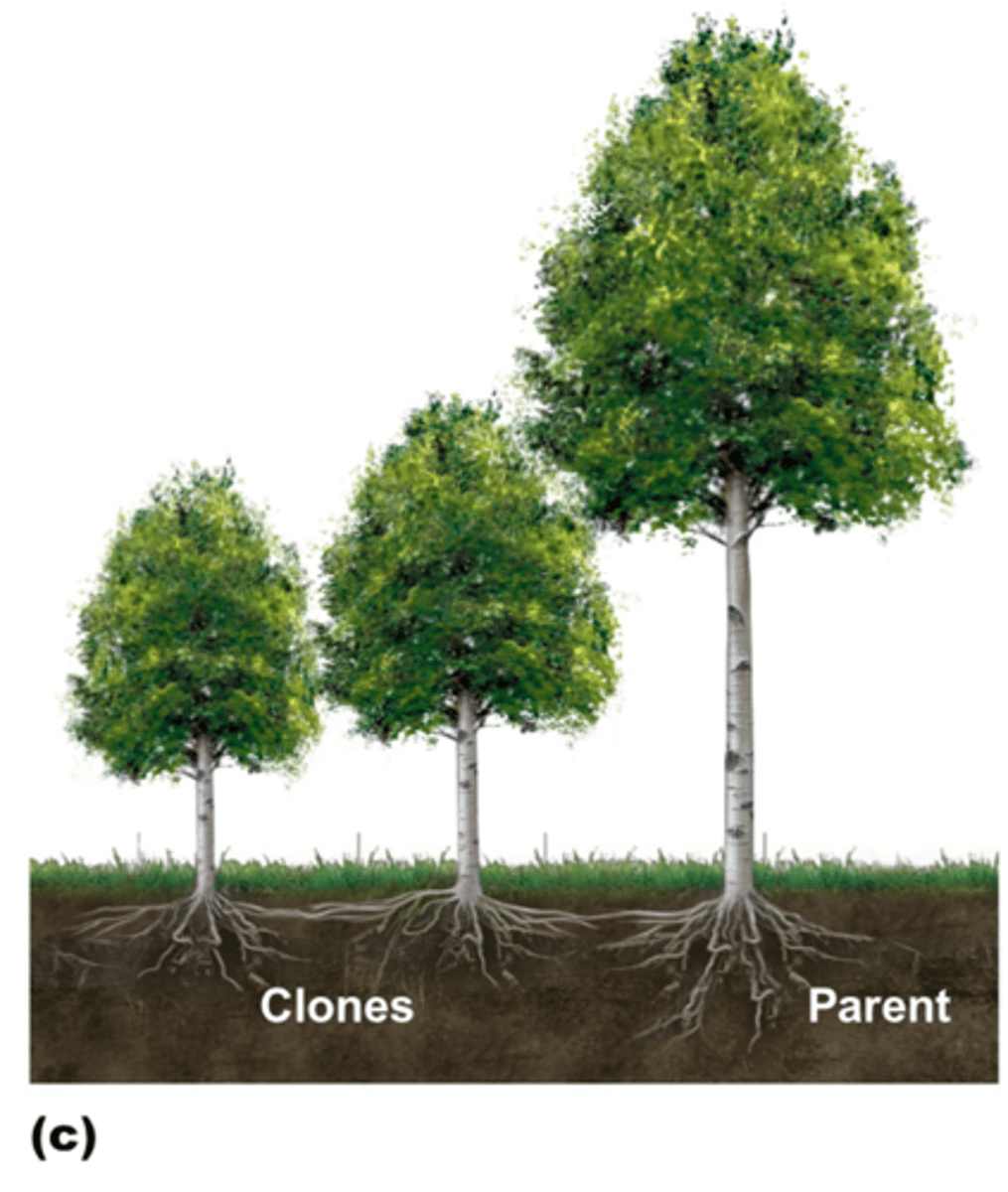 <p>repetitive production of units of growth that lead to increased plant size</p>