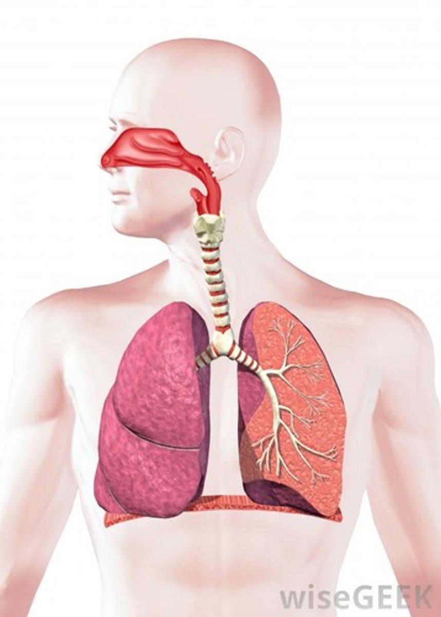 <p>pulmonology</p>