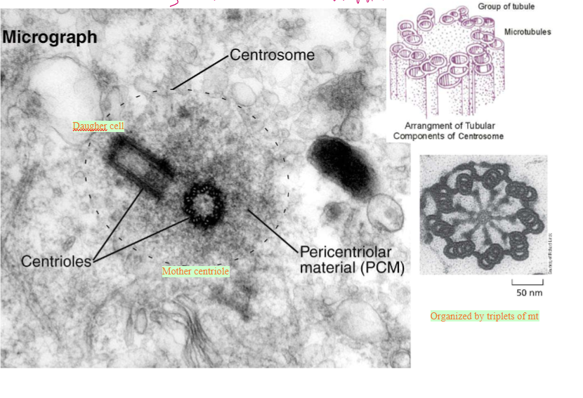 <ul><li><p>Centrioles</p><ul><li><p>Mature centriole and daughter centriole are made up of 8 triplets of MTs</p></li></ul></li><li><p>Pericentriolar material (PCM)</p><ul><li><p>gamma tubulin nucleates MTs here</p></li></ul></li></ul><p></p><p></p>