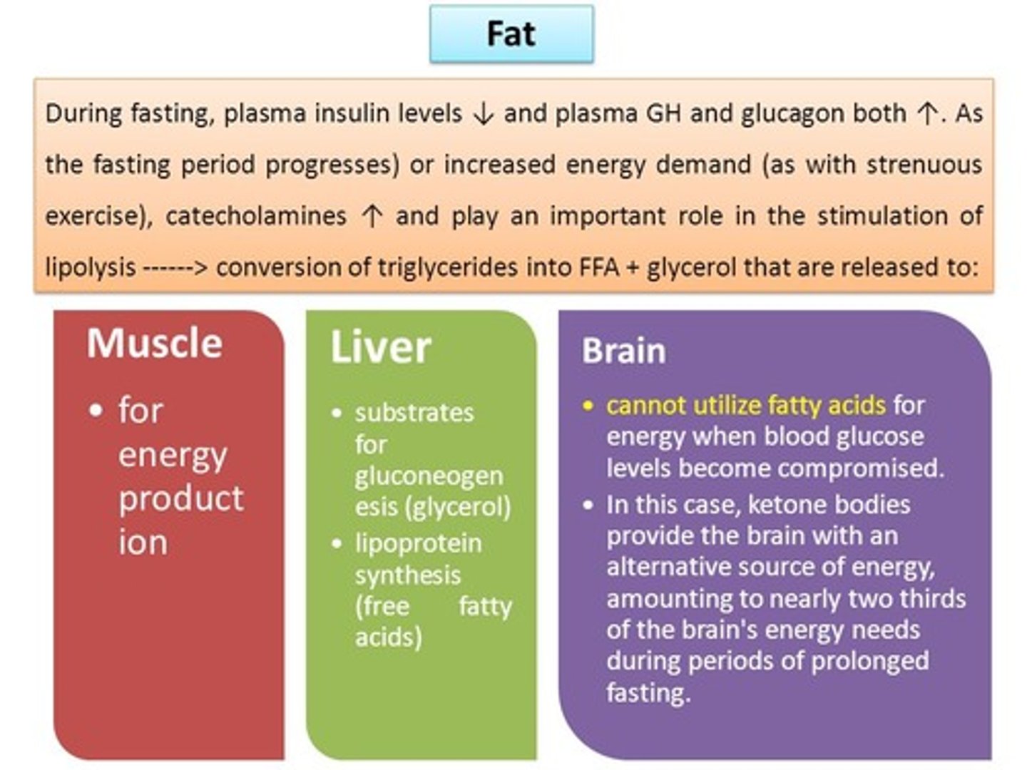 <p>(C) I and II Only</p><p>In the Post-absorptive State, glucose and ketones are generally used for energy in the brain</p>