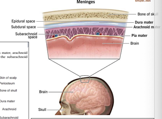 <ul><li><p>dura —> thickest and most durable</p></li><li><p>arachnoid —> thinner than the dura </p></li><li><p>subdural —> below the dura </p></li><li><p>subarachnoid —> CSF</p></li><li><p>pia mater — >adheres to the surface of the brain (soft and fragile) blood supply to the brain </p></li></ul><p>CLOSER TO BRAIN - WORSE DAMAGE </p>