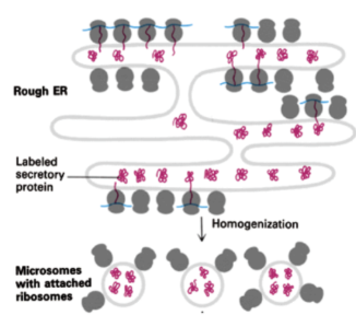 <p>small, membrane-bound vesicles formed from the fragmentation of the endoplasmic reticulum (ER) during cell disruption. They are a crucial tool in biological research because they contain enzymes involved in a wide range of cellular functions, including protein synthesis</p>