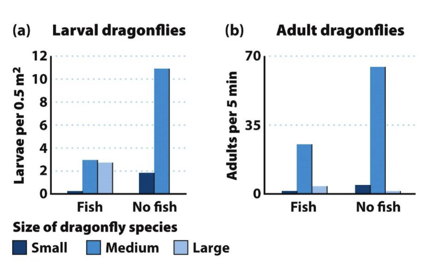 <ul><li><p>When fish were present, the overall amount of <strong>larval</strong> dragonflies decreased (not surprising as the fish eat the larval dragonflies). They seemed to have the biggest impact on medium size larvae.</p></li><li><p>When fish were present, the overall amount of <strong><u>adult</u></strong> dragonflies decreased as well because the fish had an indirect affect on them (fish eat the baby version of them - thus the adult population must be low too). </p></li></ul><p></p>