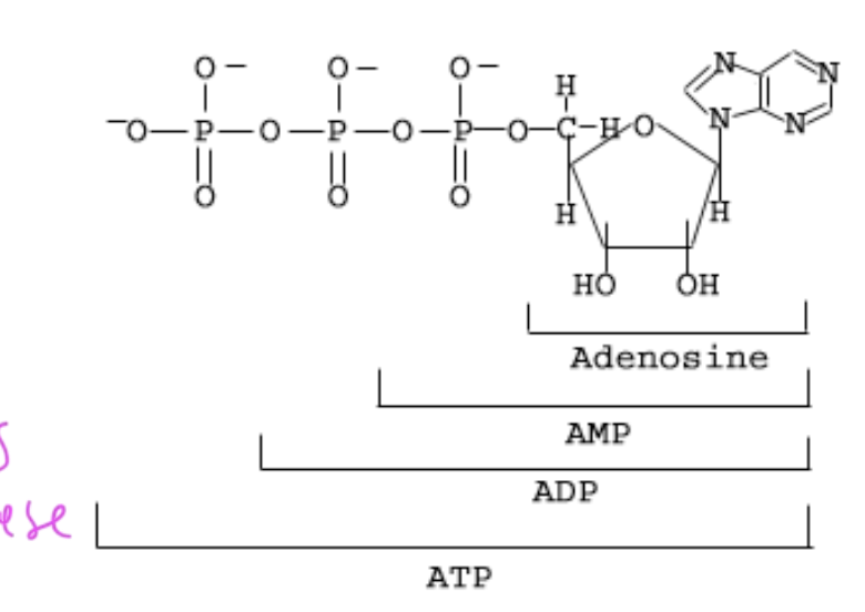 <p>ATP has 3 Ps</p><p>ADP has 2 Ps</p><p>AMP has 1 P</p><p>adenosine has no Ps</p>