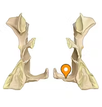 <p>forms posterior third of hard palate</p>