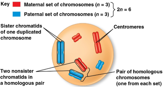 <p>Chromosome replication</p>