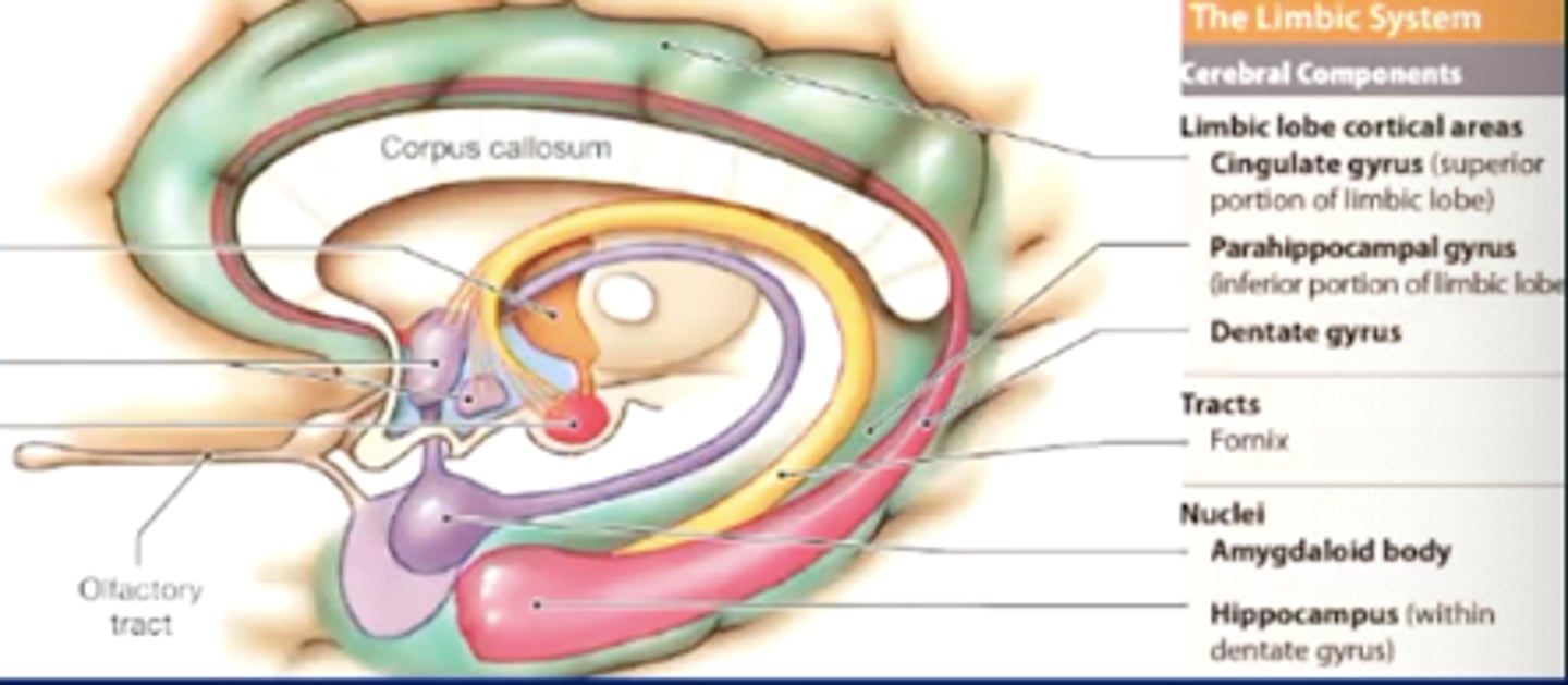 <p>part of the cerebral part of the limbic system that is responsible for enthusiasm, passion, pain unpleasantness, and avoidance</p><p>(green)</p>