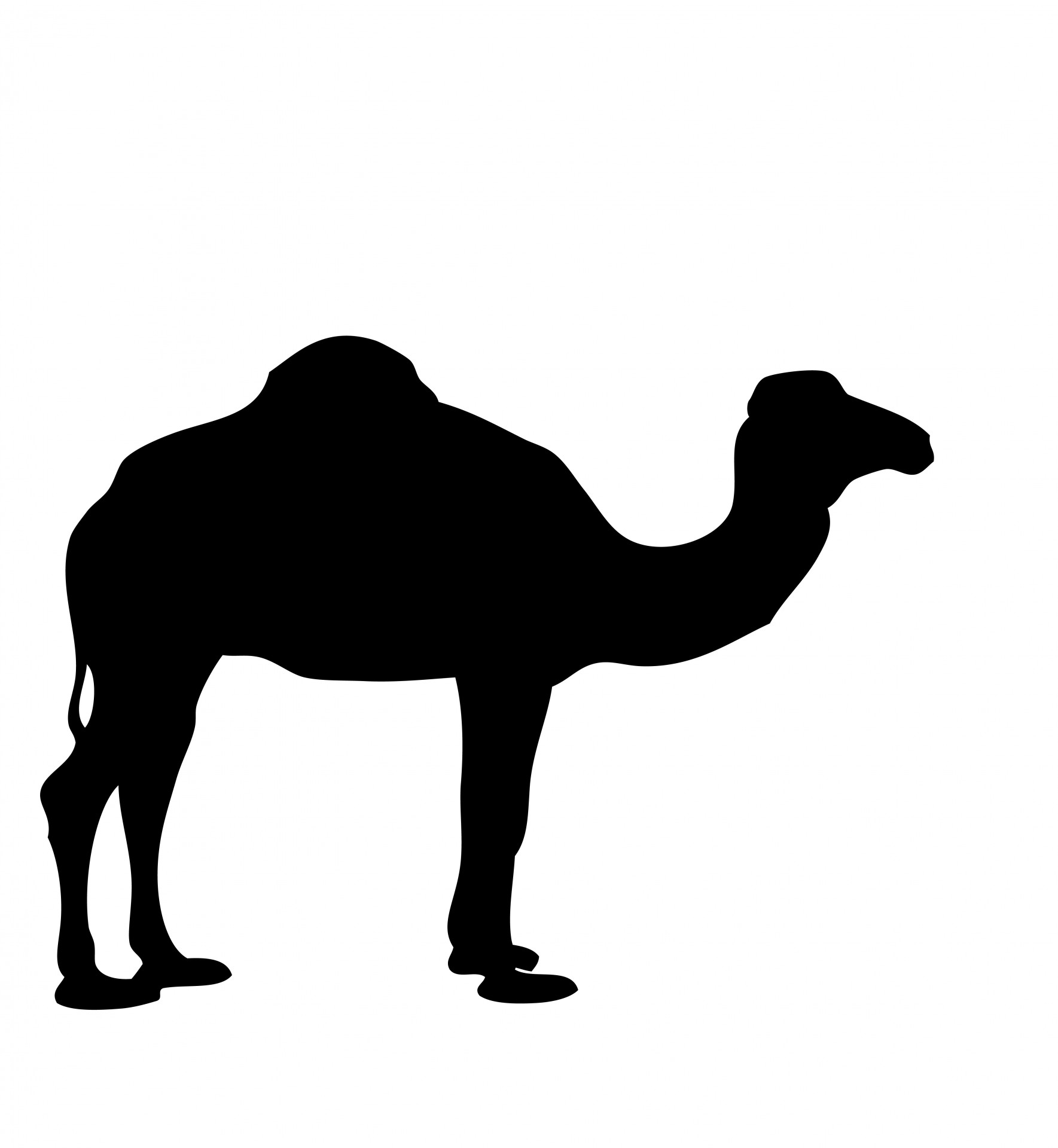 <p>camel</p>