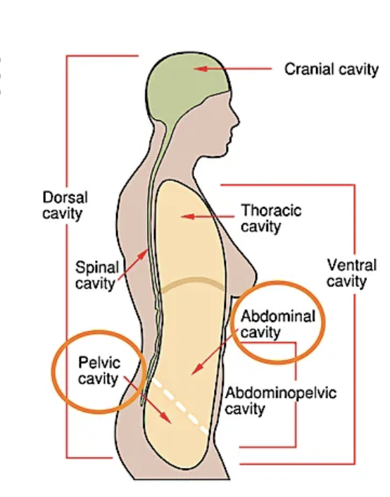 <p>back of body </p><p>cranial and spinal</p>