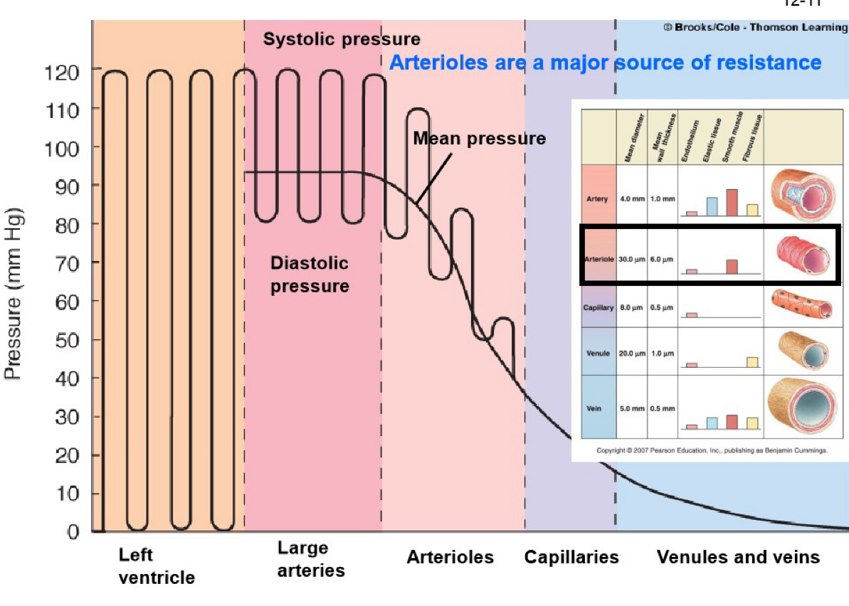 <ul><li><p>stroke volume and heart rate</p></li><li><p>arterial compliance</p></li></ul><p></p>