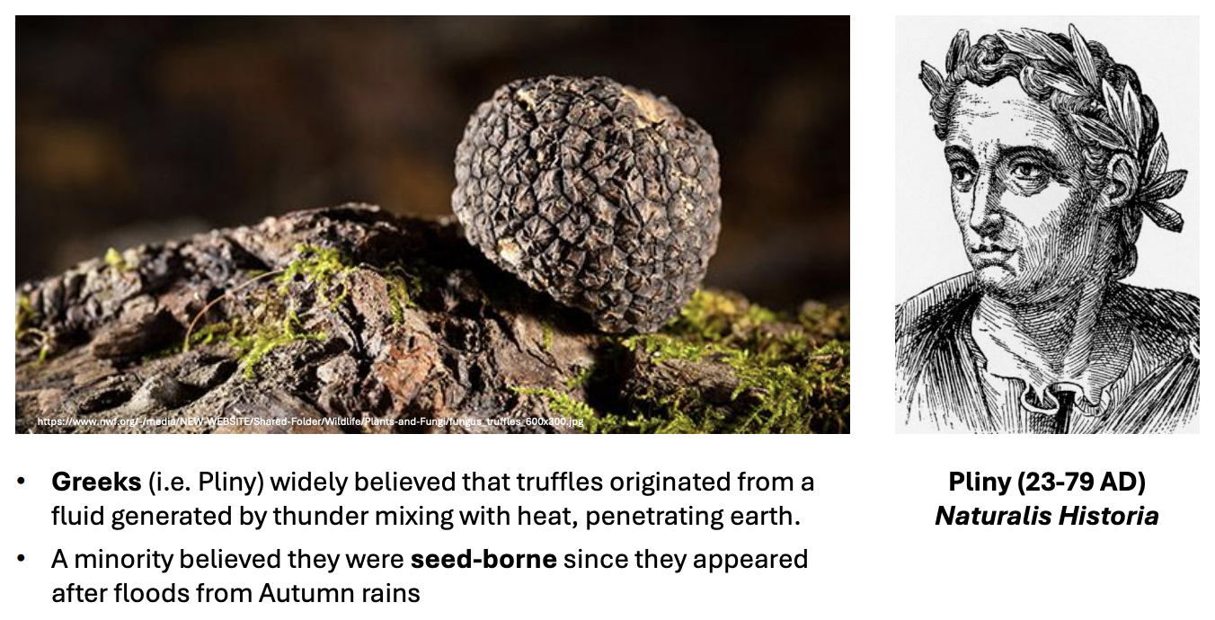 <p><strong>seedborne</strong></p>