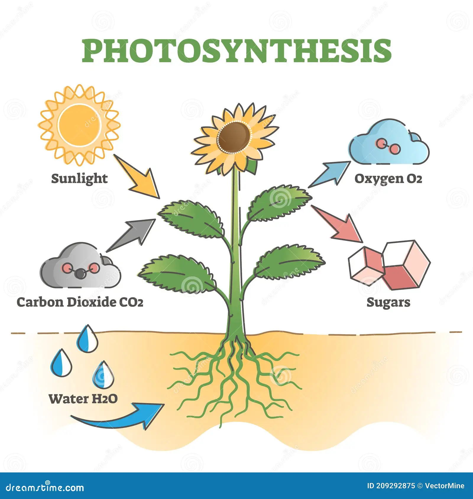 <p>3 substances photosynthesis uses to form sugar and oxygen</p>