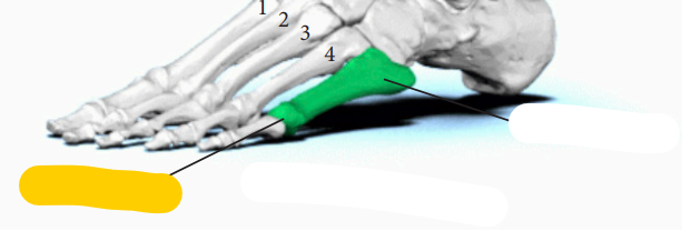 <p><span>quel est cette partie? </span>Métatarse</p>