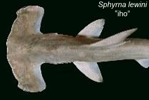 <p>what fins are these</p>