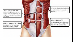 <p>Transervse abdominis </p>