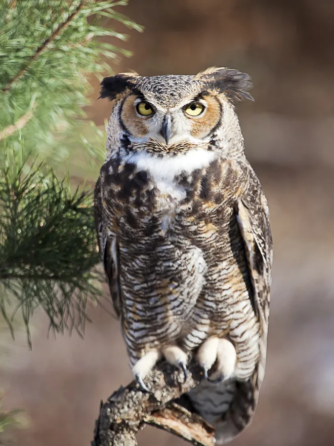 <ul><li><p>Long ear tufts</p></li><li><p>Solid brown face</p></li><li><p>White chin</p></li><li><p>Soul in the eyes</p></li></ul><p></p>