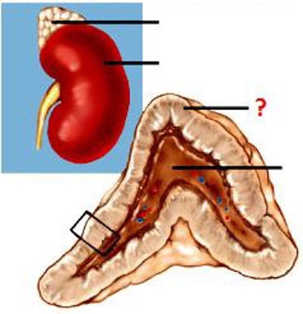 <p>outer section of each adrenal gland; produces cortisol, aldosterone, and androgens; split into 3 zones (zona glomerulosa, zona fasciculata, and zona reticularis)</p>