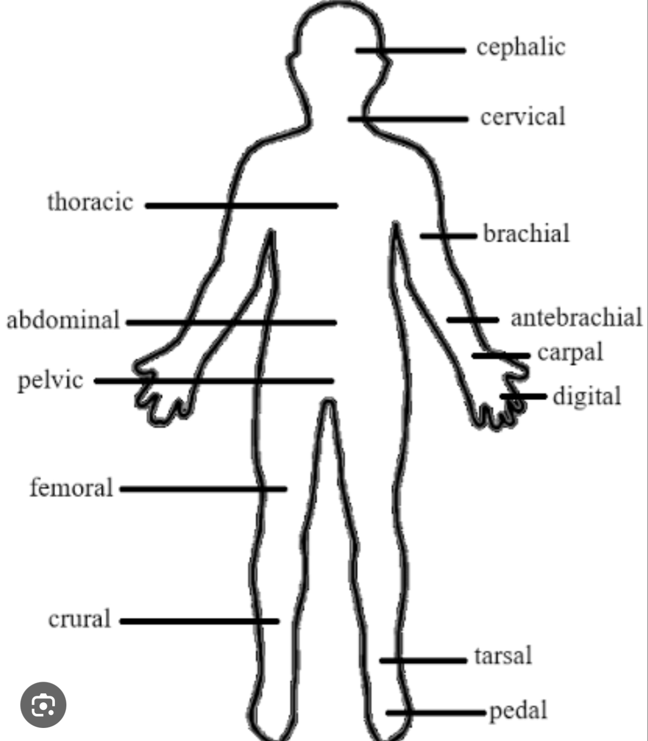 <p>Cephalic</p>