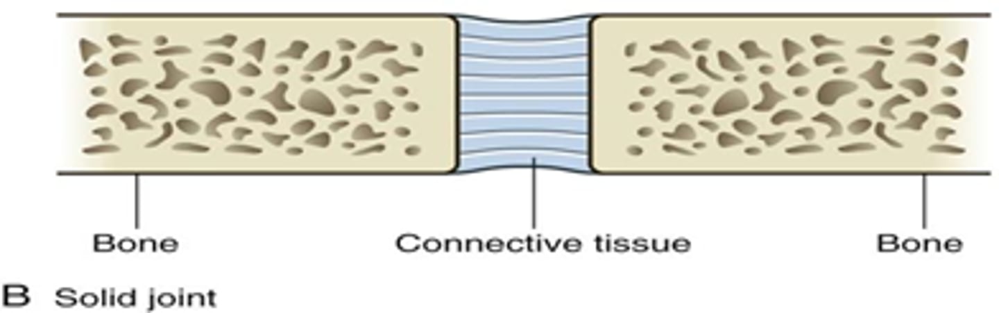 <p>limited mobility</p><p>fibrous</p><p>cartilaginous</p>