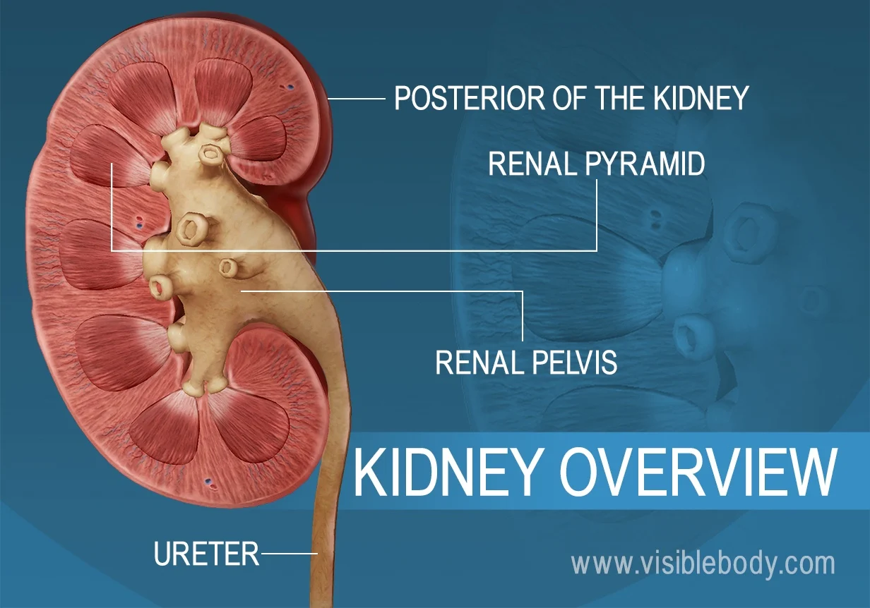 <p>The renal pelvis feeds into the _____.</p>