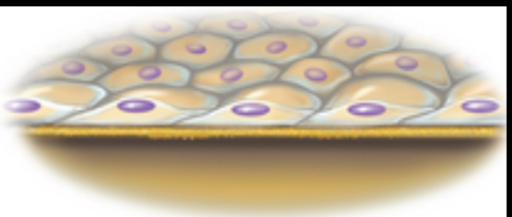 <p><strong>Thin, flat cell</strong>, often have a bulge where the nucleus is (like a <strong>fried egg</strong>, "sunny side up")</p>