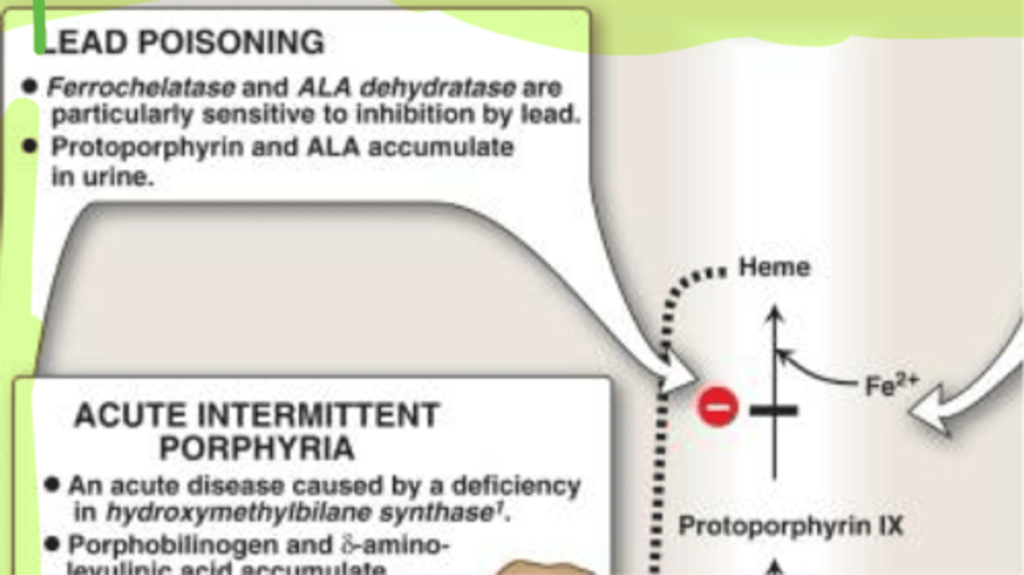 <p>Lead poisoning <br>- Block Protoporphyrin from turning to heme</p>