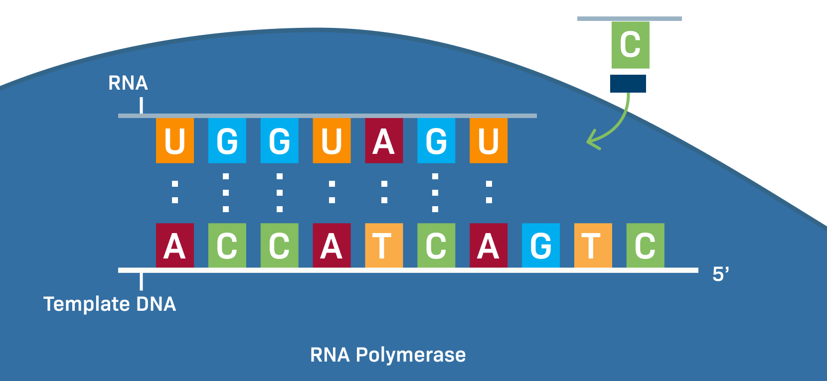 <p>DNA: <span>T-A, G-C&nbsp;</span></p><p><span>RNA: U-A, G-C&nbsp;(replace the T with U)</span></p>