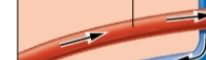 <p>what is this? nephron</p>