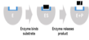 <p>Substrate can bind normally to the active site of an enzyme</p>
