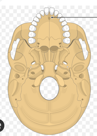 knowt flashcard image