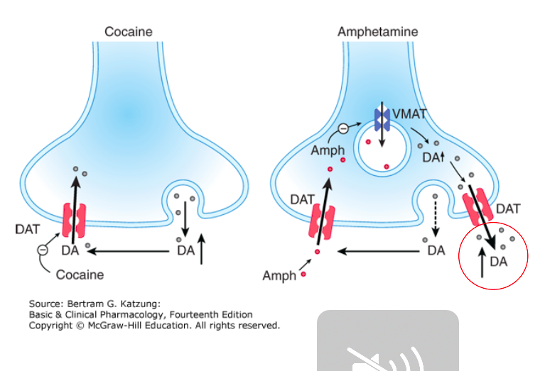 <ul><li><p><span><strong>Hepatic</strong></span></p></li><li><p><span><strong>78%-97% eliminated via urine as inactive metabolites</strong></span></p></li></ul><p><em>Concentrates in brain more than plasma</em></p><p></p>