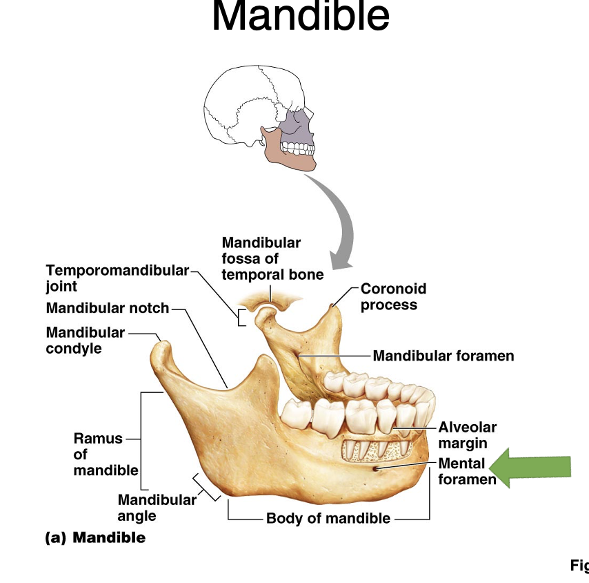 <p>mandible </p>
