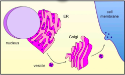 <p>Materials destined for secretion are transported around cell in <strong><span style="color: yellow">vesicles</span></strong></p><p><strong><span style="color: blue">E.R.</span></strong><span style="color: blue"> </span>- membrane bulges/buds to create vesicle sent to Golgi</p><p><strong><span style="color: red">Golgi</span></strong> - vesicles fuse, materials modified, then secreted via fusing with plasma membrane, or directly into extracellular fluid, or sent in vesicle to lysosome</p><p><img src="https://knowt-user-attachments.s3.amazonaws.com/74c4fb88-32f3-41b4-9e67-87e5a60f2b20.jpeg"></p>